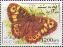 Speckled Wood Butterfly (Pararge aegeria)
