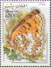 Knapweed Fritillary (Melitaea phoebe)