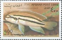 Reins Cichlid (Chalinochromis brichardi) Juvenile