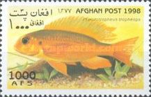 Cichlid (Pseudotropheus tropheops)