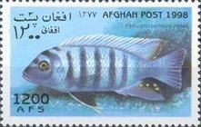 Cichlid (Pseudotropheus zebra)