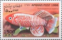 Killifish (Nothobranchius eggersi)