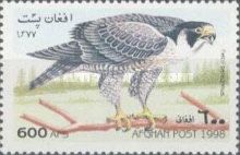 Peregrine Falcon (Falco peregrinus)
