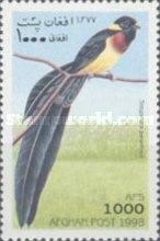 Eastern Paradise-whydah (Vidua paradisaea)