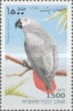 Gray Parrot (Psittacus erithacus)