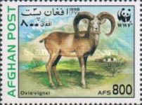 Urial (Ovis orientalis vignei)