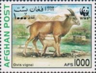 Urial (Ovis orientalis vignei)