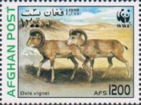 Urial (Ovis orientalis vignei)