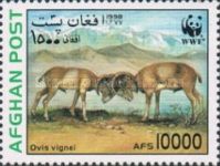 Urial (Ovis orientalis vignei)