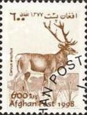 Red Deer (Cervus elaphus)