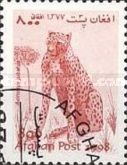 Cheetah (Acinonyx jubatus)