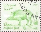 Wild Boar (Sus scrofa)