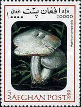 Field mushroom (Agaricus campestris)