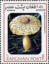 Reddening lepiota (Leucocoprinus bresadolae)