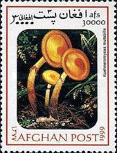 Sheathed woodtuft (Kuehneromyces mutabilis)