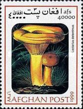 False saffron milk-cap (Lactarius deterrimus)