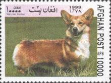 Welsh Corgi (Canis lupus familiaris)