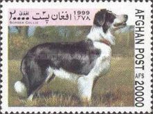 Border Collie (Canis lupus familiaris)