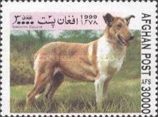 Smooth Collie (Canis lupus familiaris)