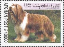 Bearded Collie (Canis lupus familiaris)