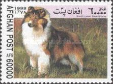 Shetland Sheepdog (Canis lupus familiaris)