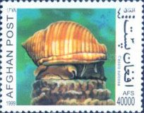 Helmet Snail (Cassis sulcosa)