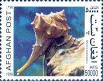 Purple Dye Murex (Murex brandaris)