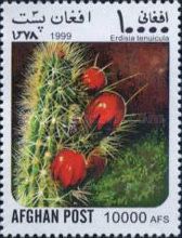 Corryo Cactus (Erdisia tenuicula)
