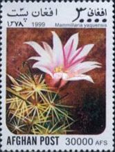 Pincushion Cactus (Mammillaria yaquensis)