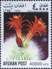 Matucana Cactus (Matucana multicolor)