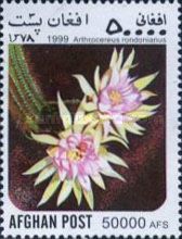 Arthrocereus (Arthrocereus rondonianus)