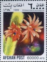 Rat-tail Cactus (Hildewintera aureispina)