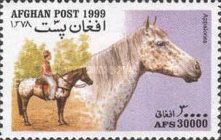 Appaloosa (Equus ferus caballus)