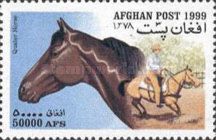 Quarter Horse (Equus ferus caballus)