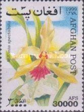 Outstanding Miltonia (Miltonia spectabilis)
