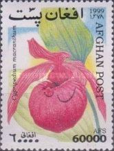 Large-flowered Cypripedium (Cypripedium macranthum)