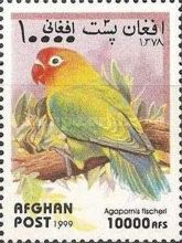 Fischer's Lovebird (Agapornis fischeri)