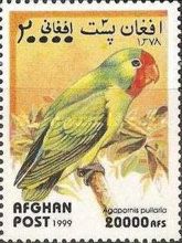 Red-faced Lovebird (Agapornis pullarius)