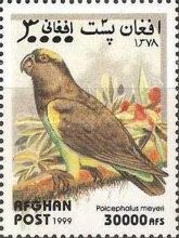 Meyer's Parrot (Poicephalus meyeri)