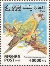 Senegal Parrot (Poicephalus senegalus)