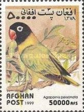 Masked Lovebird (Agapornis personatus)