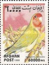 Rosy-collared Lovebird (Agapornis roseicollis)