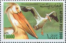 Great White Pelican (Pelecanus onocrotalus)
