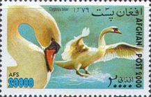 Mute Swan (Cygnus olor)