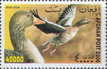 Greylag Goose (Anser anser)