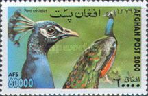 Common Peacock (Pavo cristatus)