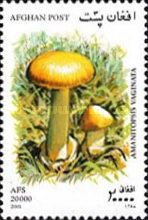 Grisette (Amanitopsis vaginata)
