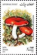 Scarlet Brittlegill (Russula pseudointegra)