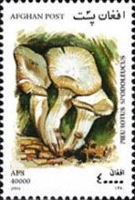 Oyster mushroom (Pleurotus spodoleucus)