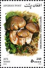 Soap-scented toadstool (Tricholoma saponaceum)